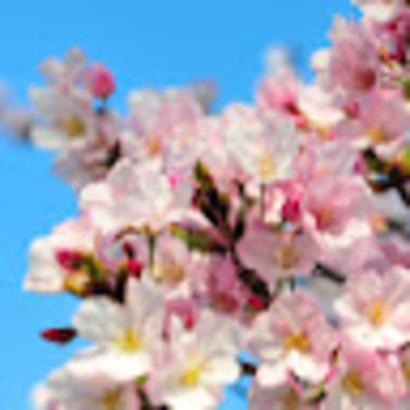 Meet your Posher, Jiwon - Picture 1 of 1